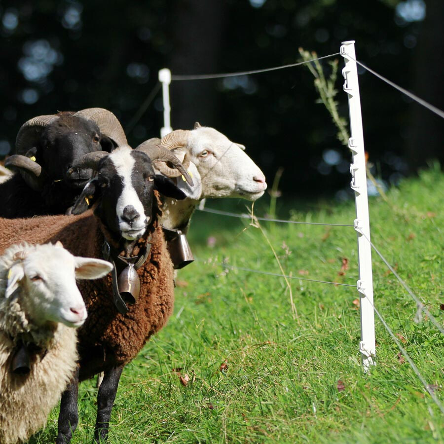 Schapen-/ Hobbypaal 0,75m wit 10stuks - GALLAGHER - 8713235057849|_|057849GAL|_|057849