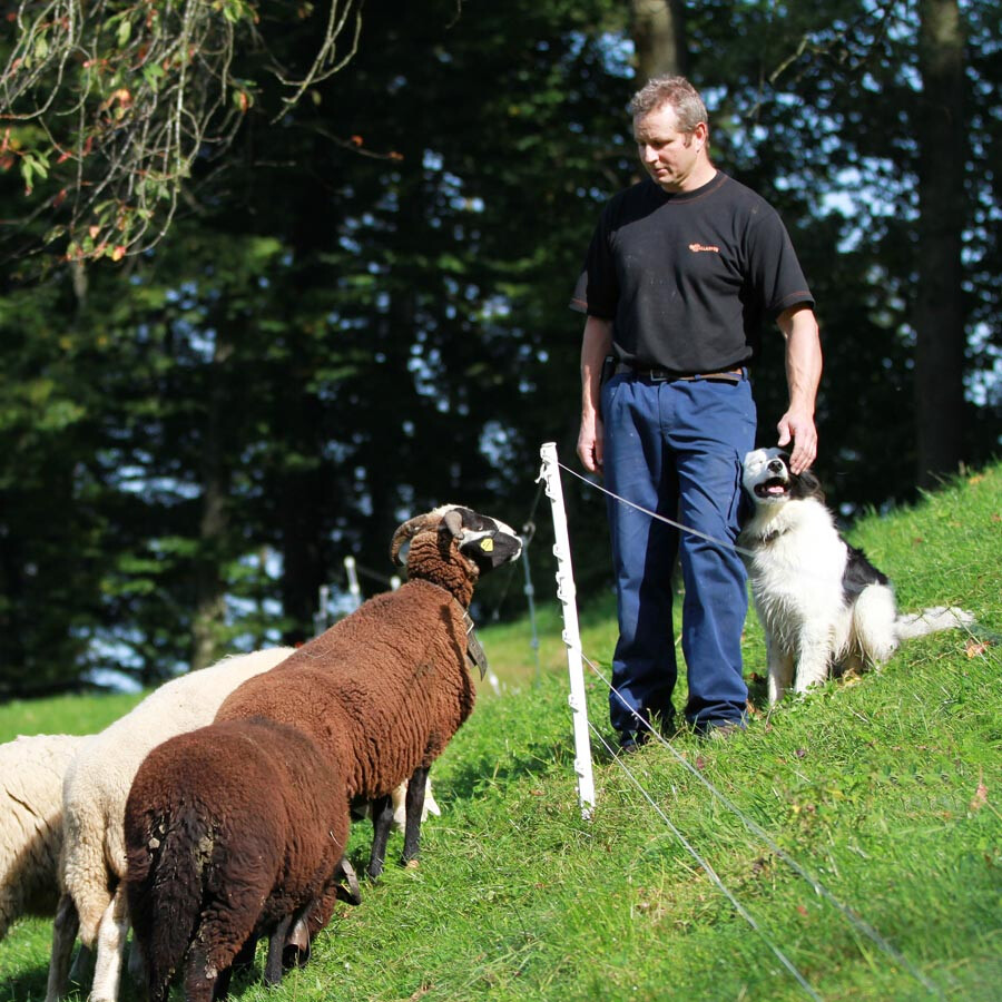 Schapen-/ Hobbypaal 0,75m wit 10stuks - GALLAGHER - 8713235057849|_|057849GAL|_|057849