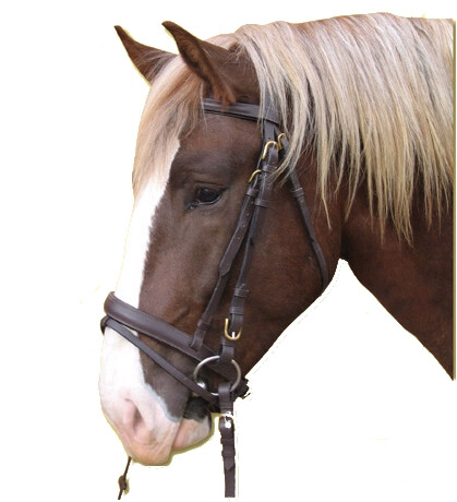 Hoofdstel Koudbloed, zwart - 4018653085967|_|321178