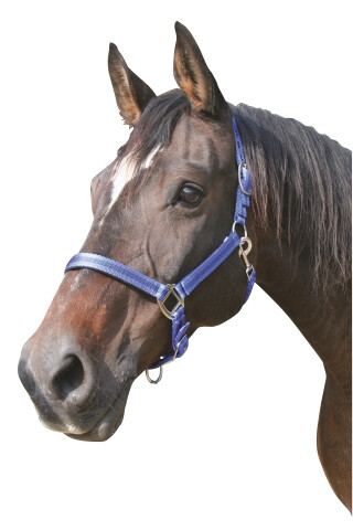 Mustang halster 2x verst. blauw/zwart-1 - Pony - 4018653003145|_|321962