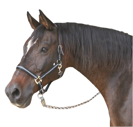 Mustang halster 2x verst. zwart/zilver-3 - Full - 4018653003183|_|321970